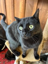 Gizmo - Photo 2