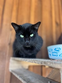 Gizmo - Photo 4