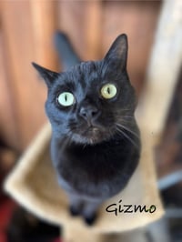 Gizmo - Photo 3