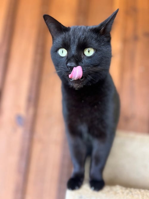 GIZMO - Domestic Short Hair available for adoption