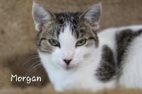 Morgan - Photo 2