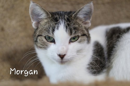 MORGAN - Domestic Short Hair available for adoption