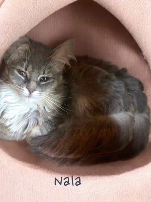 NALA - Domestic Medium Hair available for adoption