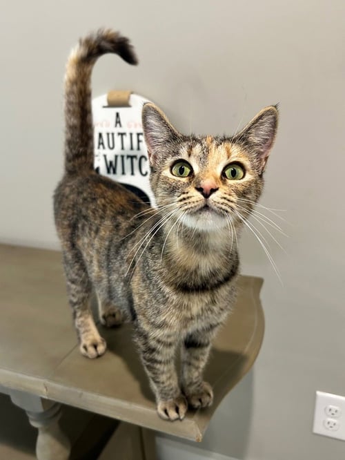 SUE ELLEN - Domestic Short Hair available for adoption