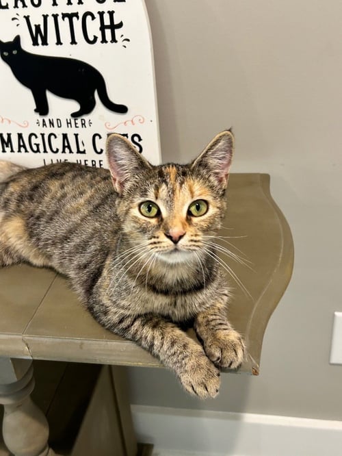 SUE ELLEN - Domestic Short Hair available for adoption