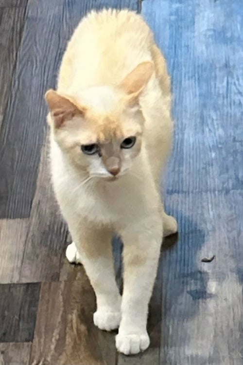 DAISY - Siamese / Domestic Short Hair available for adoption