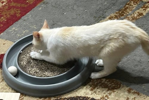 DAISY - Siamese / Domestic Short Hair available for adoption