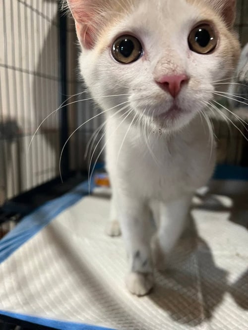 MOZZIE - Domestic Short Hair available for adoption