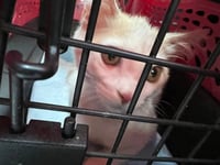 Mozzie - Photo 3