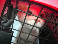 Mozzie - Photo 2