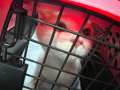 MOZZIE - Domestic Short Hair available for adoption