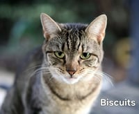 Biscuit - Photo 2