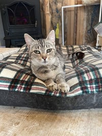 Biscuit - Photo 3