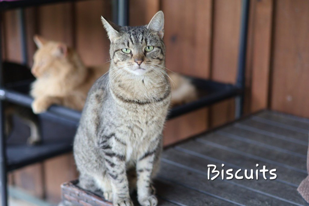 Biscuit Image