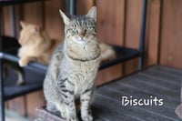 Biscuit - Photo 1