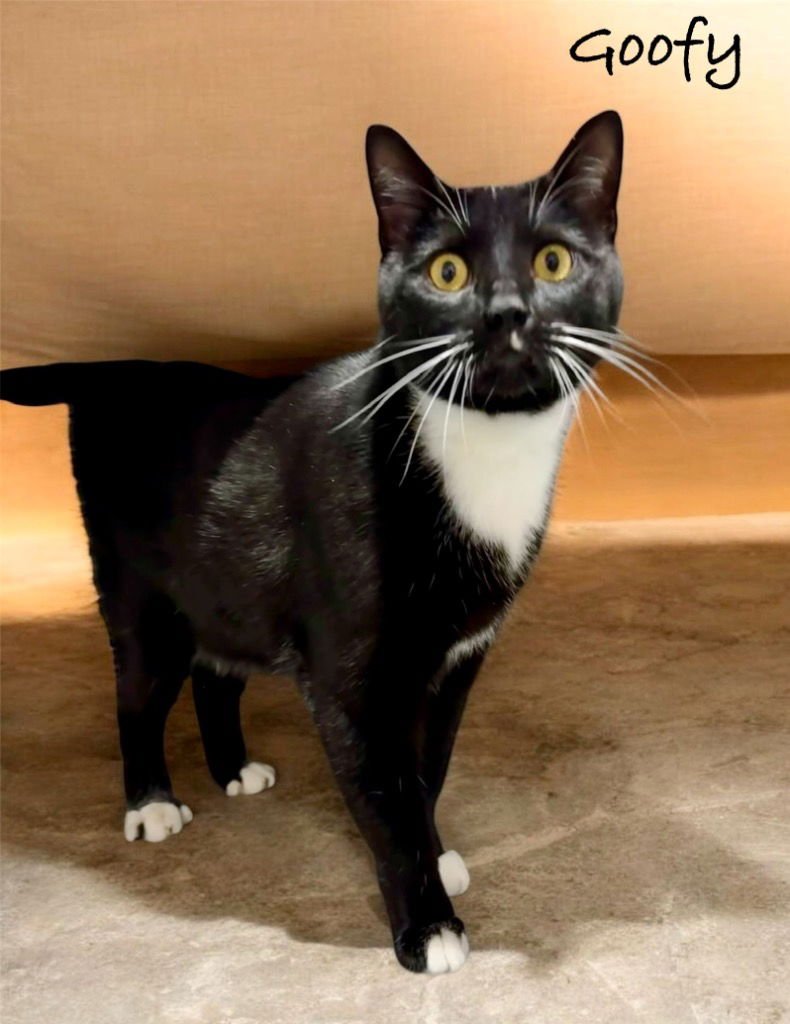 GOOFY - Domestic Short Hair available for adoption