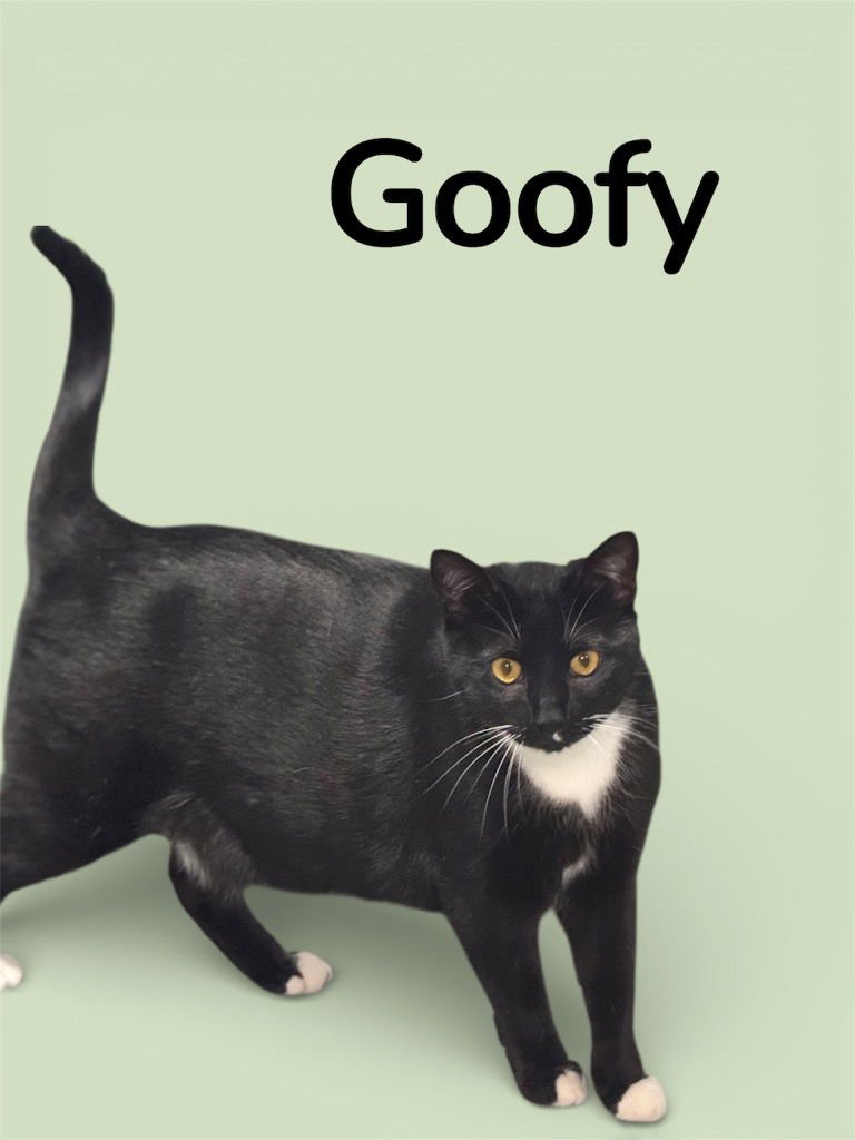 GOOFY - Domestic Short Hair available for adoption