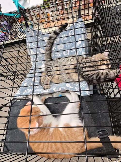 EROS - Domestic Short Hair available for adoption