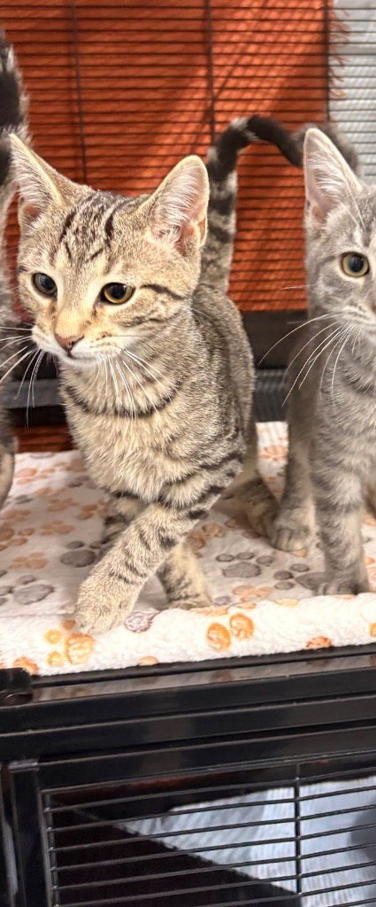EROS - Domestic Short Hair available for adoption