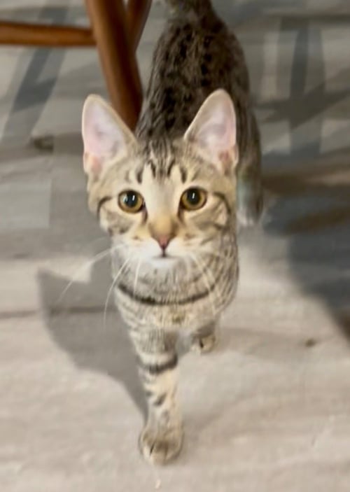 EROS - Domestic Short Hair available for adoption