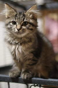 Floop - Photo 2