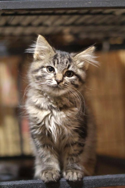 FLOOP - Domestic Short Hair available for adoption