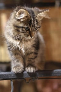 Floop - Photo 3
