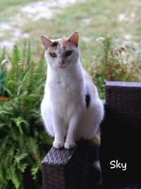 Sky - Photo 1