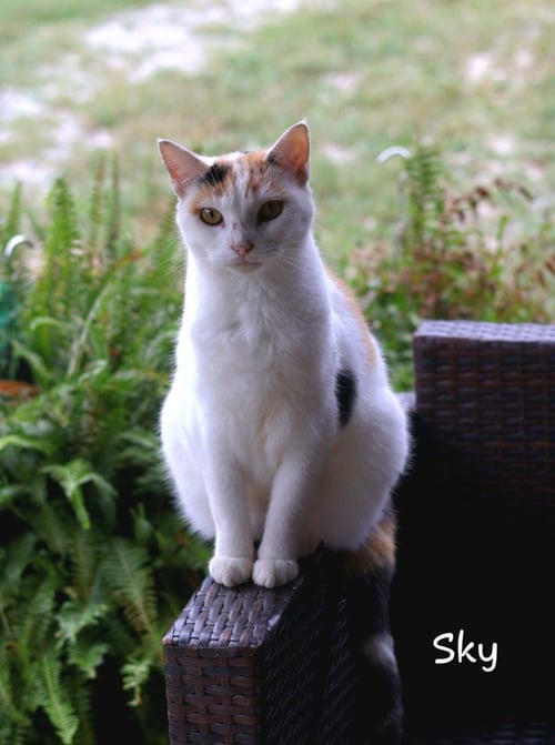 SKY - Domestic Short Hair available for adoption