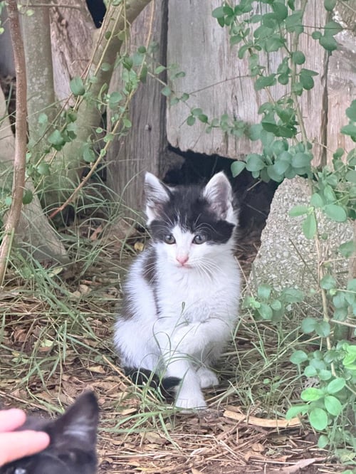JACK - Domestic Short Hair available for adoption