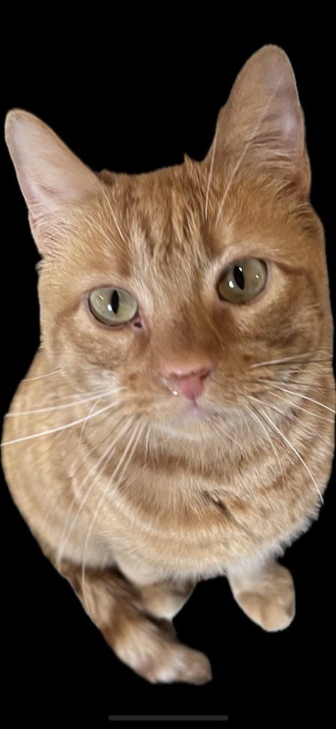 TARA MARTIN - Domestic Short Hair available for adoption