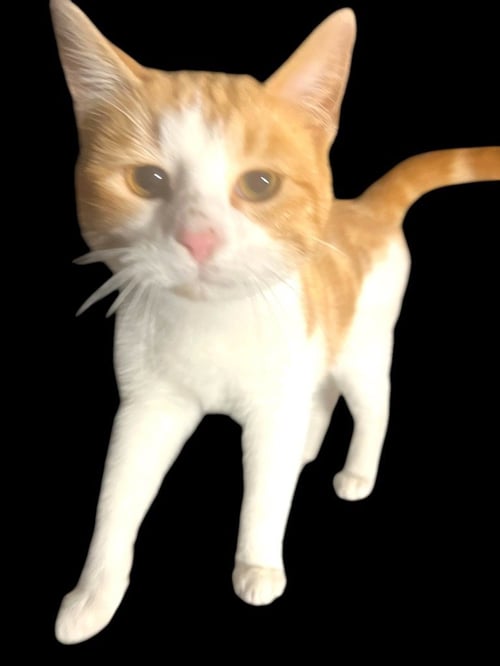 FLOPSY - Domestic Short Hair available for adoption