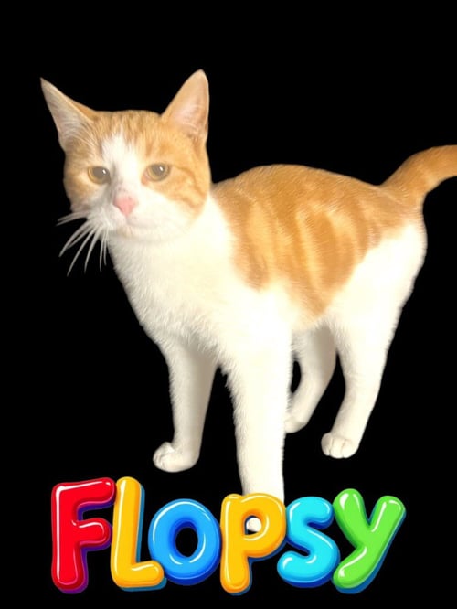 FLOPSY - Domestic Short Hair available for adoption