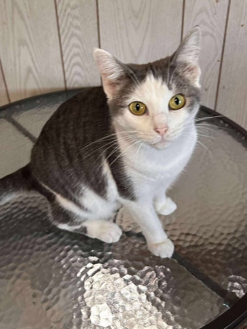 ANGEL - Domestic Short Hair available for adoption