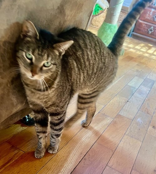 ASH - Domestic Short Hair available for adoption