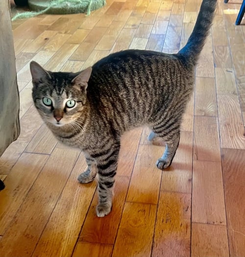 ASH - Domestic Short Hair available for adoption