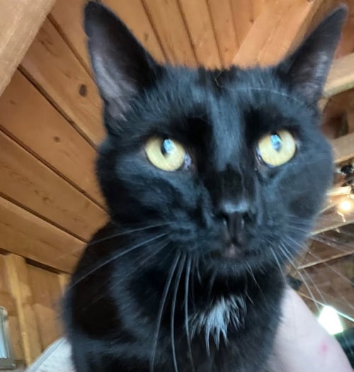 CATPURRNICUS - Domestic Short Hair available for adoption