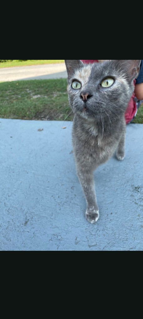 MISS KEKE - Domestic Short Hair available for adoption