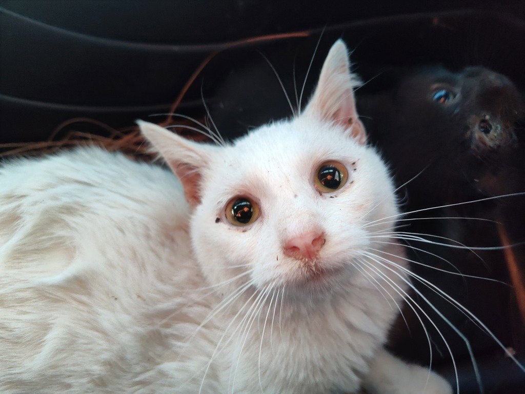 Jones cat 5 (Briar) Image