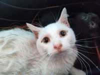 Jones cat 5 (Briar) - Photo 1