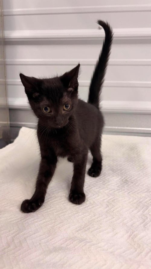 ALEXANDER - Domestic Short Hair available for adoption
