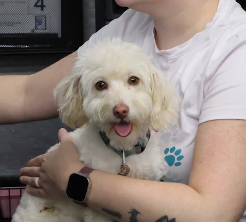 PEE-WEE - Bichon Frise / Maltese available for adoption