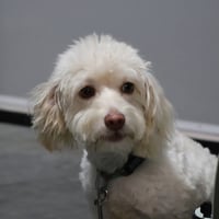 Pee-Wee - Photo 6