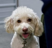Pee-Wee - Photo 1
