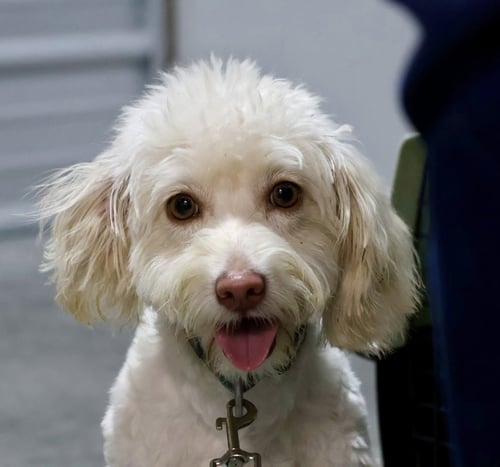 PEE-WEE - Bichon Frise / Maltese for adoption in Bowling Green