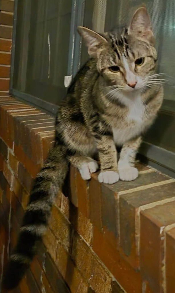 YO YO - Domestic Short Hair available for adoption