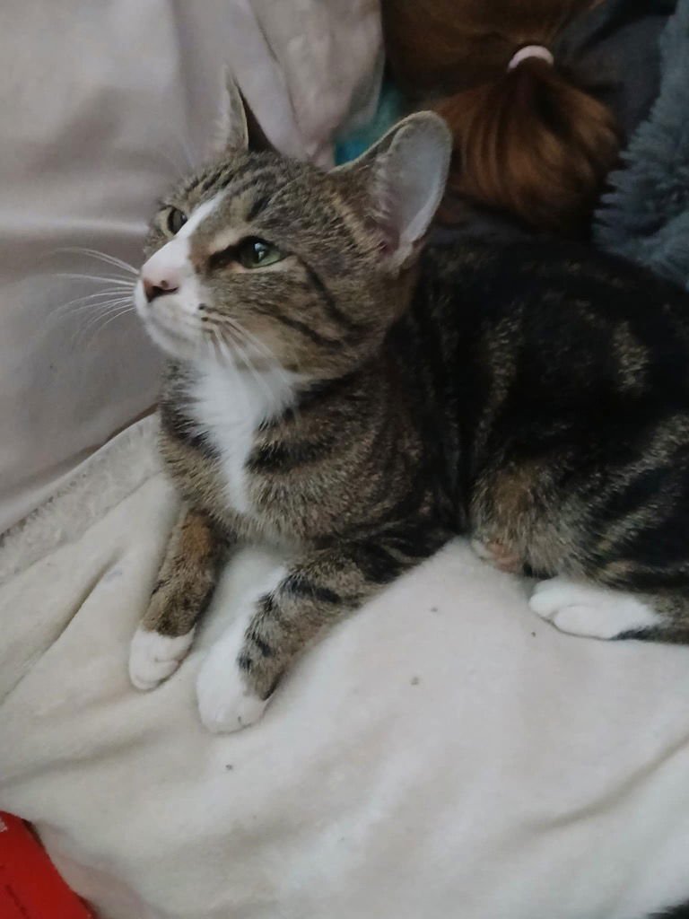 YO YO - Domestic Short Hair available for adoption