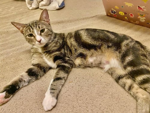 YO YO - Domestic Short Hair available for adoption