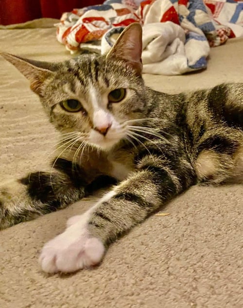 YO YO - Domestic Short Hair available for adoption