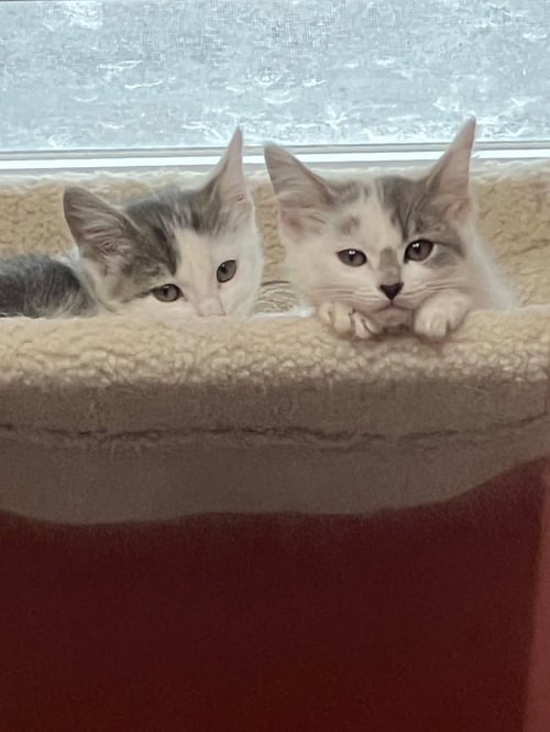 DOLCE (GRAY NOSE)